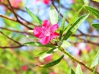 Kwiat, Różowy, Oleander