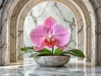 Różowy, Storczyk, Kwiat