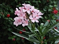 Oleander, Różowy, Rozmycie
