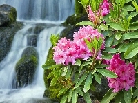 Rododendron, Różowy, Wodospad