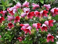 Różowy, Rododendron