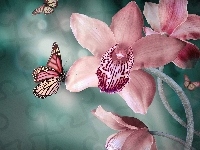 Storczyk, Różowy, Motyle
