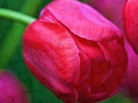 R�owy, Tulipan