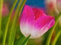 Tulipan, Różowy, Liście