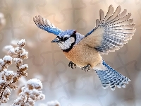 Ośnieżona, Lot, Modrosójka, Rozpostarte, Roślina, Skrzydła