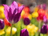 Rozświetlony, Tulipan, Kwiat