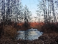 Pozimowe roztopy, Las
