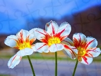 Rozwinięte, Trzy, Mocno, Tulipany