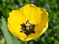 Żółty, Rozwinięty, Tulipan