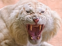 Biały, Rozwścieczony, Tygrys