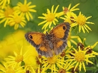 Żółte, Motyl, Strzępotek ruczajnik, Kwiaty