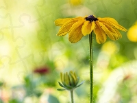 Rudbekia, Pąk, Kwiat