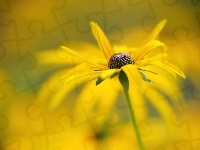 Żółty, Rudbekia, Kwiat, Tło, Rozmyte