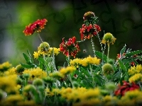 Kwiaty, Rudbekia, Łąka