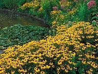 Rudbekia błyskotliwa, Kwiaty, Nenufary