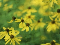 Kwiaty, Rudbekia naga, Żółte, Zbliżenie
