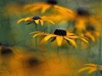 Żółte, Rudbekia, Kwiaty