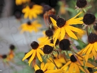 Żółte, Rudbekia, Kwiaty