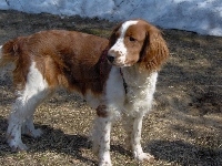 rudo-białe, Springer spaniel walijski, umaszczenie