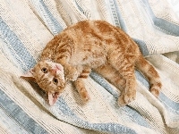 Rudy, Kot