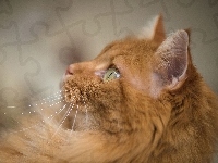 Kot, Rudy, Profil