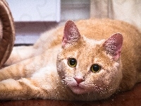 Rudy, Kotek