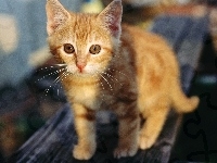 Rudy, Kotek