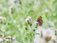 Kwiat, Rusałka ceik, Motyl, Oset
