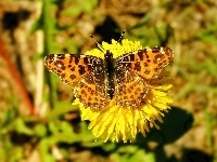Rusałka kratkowiec, Motyl, Kwiat