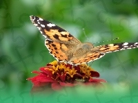 Rusałka osetnik, Motyl, Kwiat