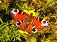 Motyl, Rusałka pawik