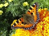 Rusałka Pokrzywnik, Motyl, Kwiat