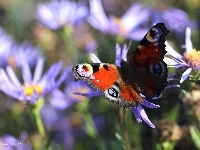 Pawik Rusałka, Motyl
