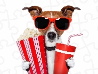 Pies, Okulary, Jack Russell terrier, Popcorn, Napój