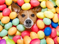 Wielkanoc, Pies, Jack russell terrier, Pisanki