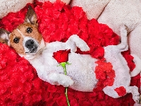Jack Russell terrier, Róża, Płatki