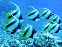 Koralowa, Rafa, Ryby