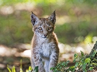 Ryś, Młody, Mały