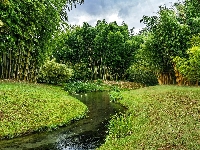 Rzeczka, Las, Bambusowy