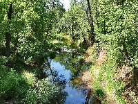 Las, Rzeczka, Lato