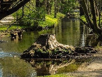 Pniak, Rzeczka, Drzewa
