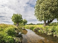 Łąki, Rzeka, Wierzby