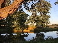 Brzeg, Rzeka, Drzewa