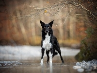 Rzeka, Gałązki, Pies, Border collie, Drzewa