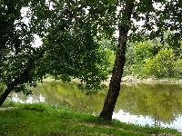 Rzeka, Drzewa