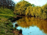 Drzewa, Rzeka, Trawy