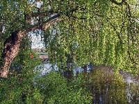 Drzewa, Rzeka, Trawy