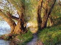 Drzewa, Rzeka, Trawy
