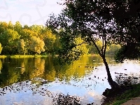 Rzeka, Kaczki, Park, Jesień, Pływające