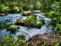 Kamienie, Rzeka, Drzewa